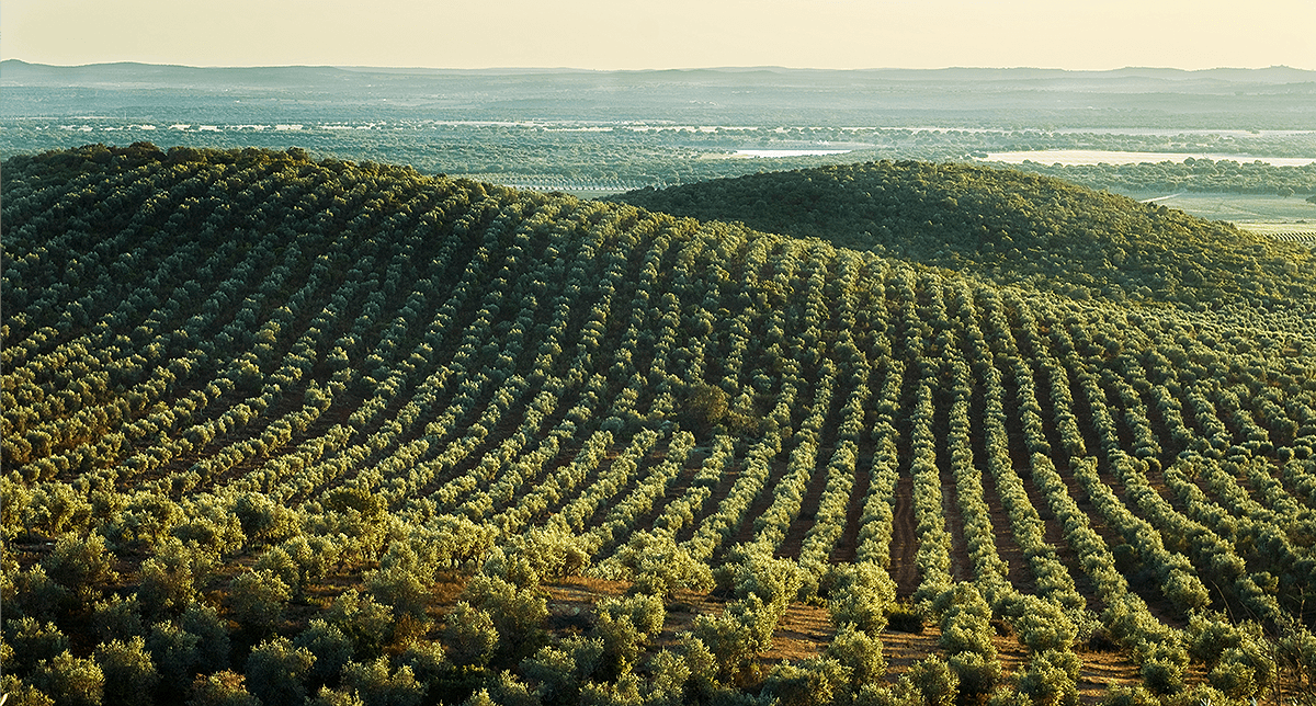 The mythical groves of Pelion