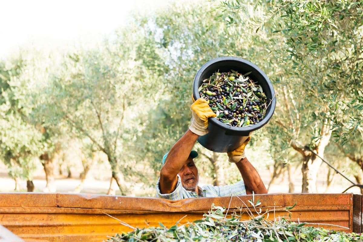 Modern sustainable olive processing
