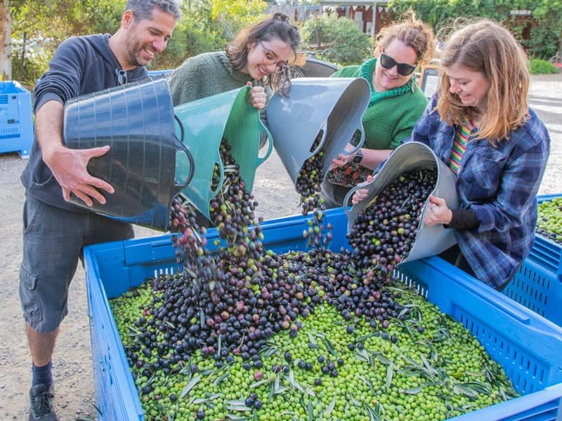 Founder of Helia Olives inspecting olives in the grove